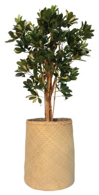 Nairobie Schefflera Kunstpflanze Tanaman     